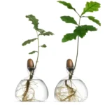 Oak Tree – 5 Gallon