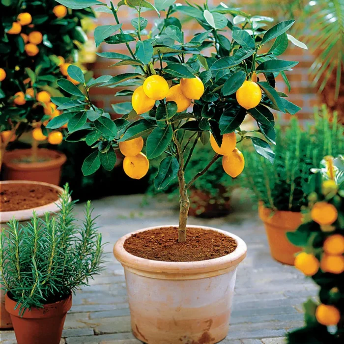 Lemon Tree – 5 Gallon