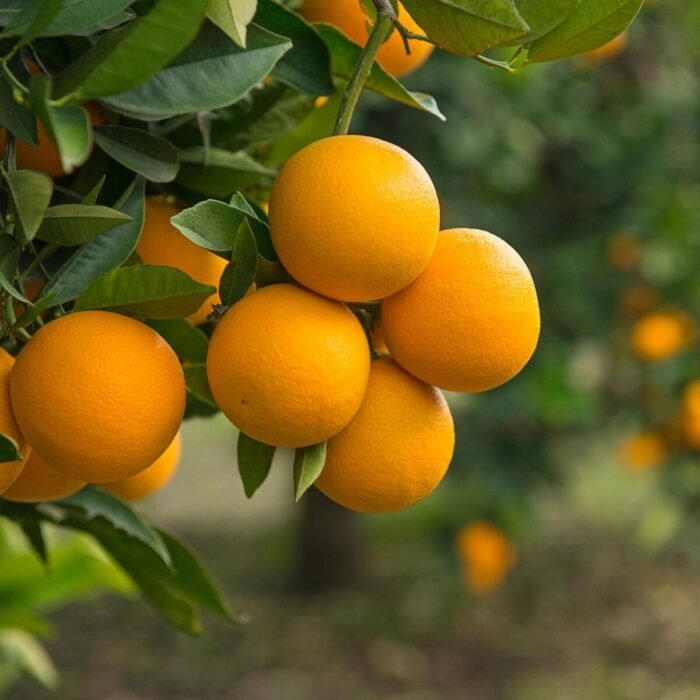 Oranges Trees